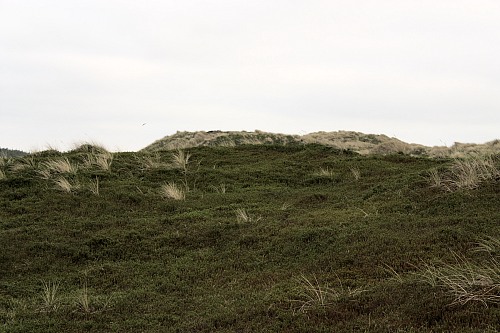 Sylt (North Sea)
dune path, crowberry (Empetrum nigrum)<br />
Naturschutz, Tourismus, Flora - Dünen-/Strandvegetation, Insel, Küstenschutz, Geographie - Gemäßigt
Susanna Knotz